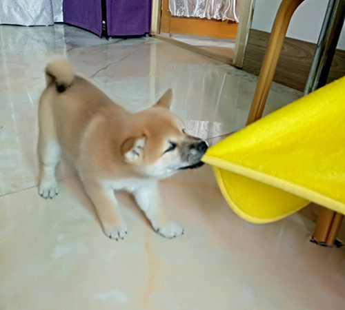 日本纯种柴犬 日本纯种柴犬