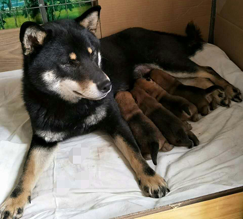 柴犬繁育基地