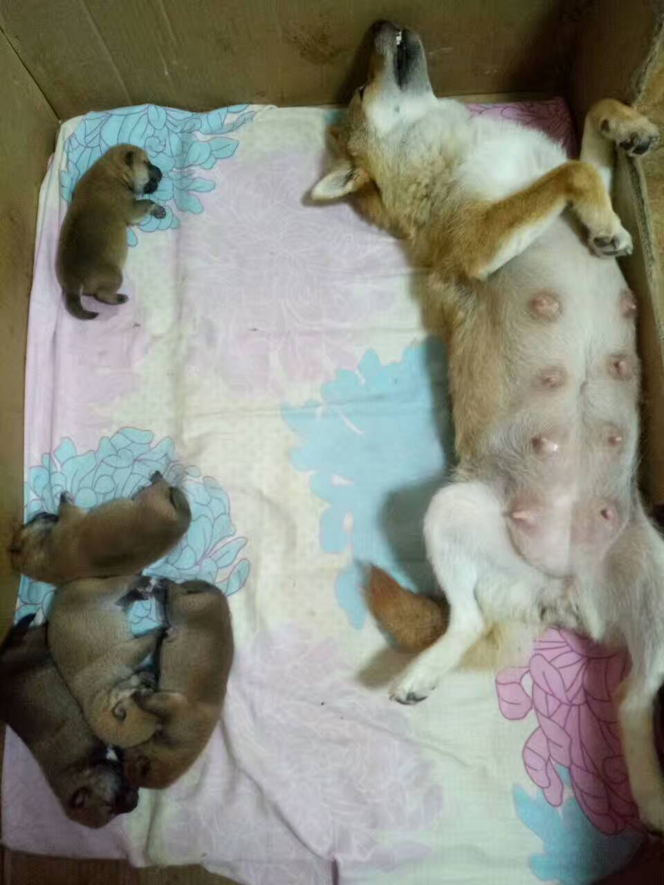 柴犬繁育基地