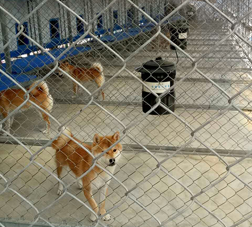 柴犬养殖基地