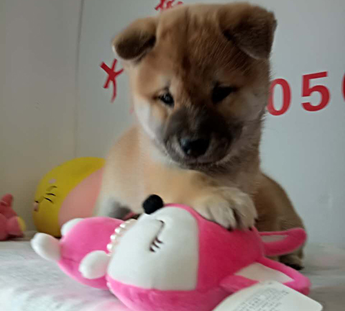 柴犬繁育基地 柴犬繁育基地