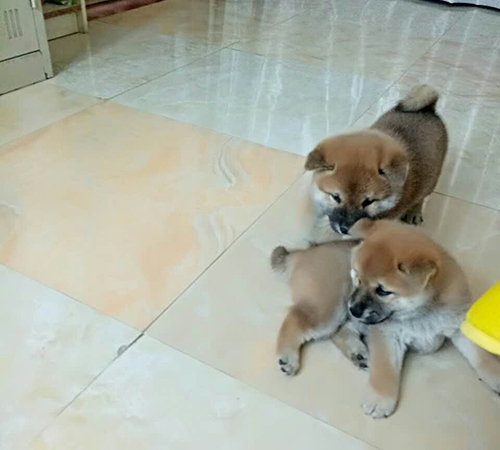 日本纯种柴犬机构