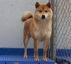 柴犬繁育基地