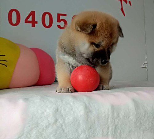 柴犬繁育基地