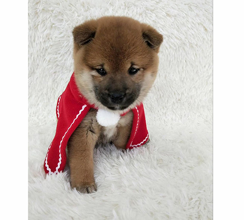 柴犬养殖基地