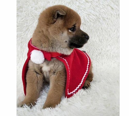 柴犬繁育基地 柴犬繁育基地