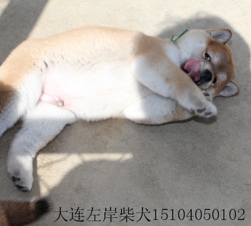 柴犬养殖基地