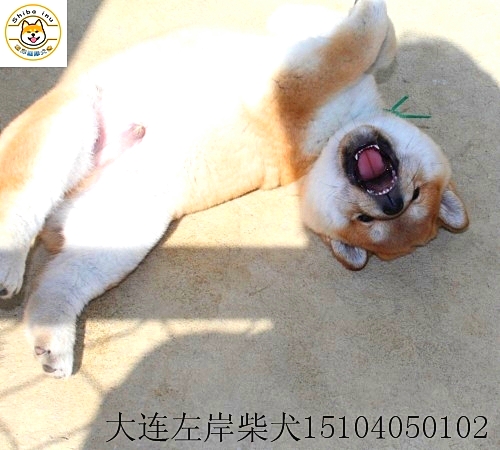 柴犬养殖基地