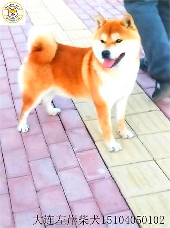 日本纯种柴犬