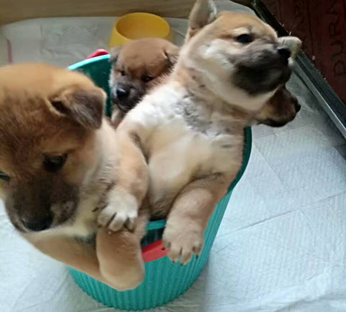 日本纯种柴犬 日本纯种柴犬