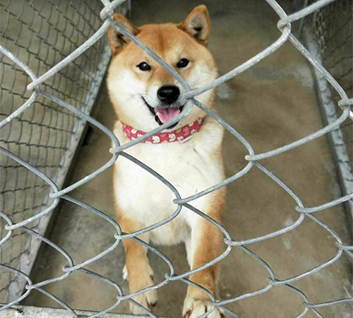 柴犬繁育基地