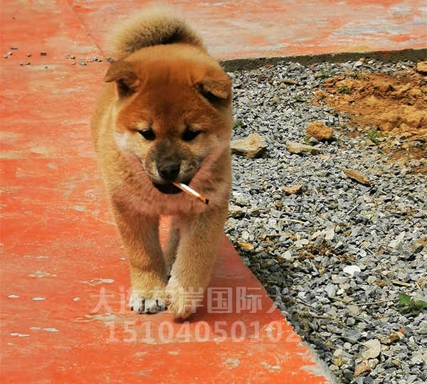 日本纯种柴犬