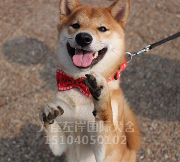 日本纯种柴犬