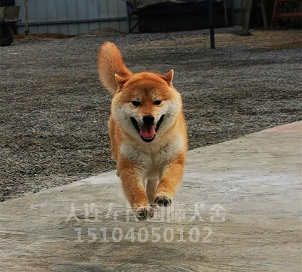 柴犬养殖