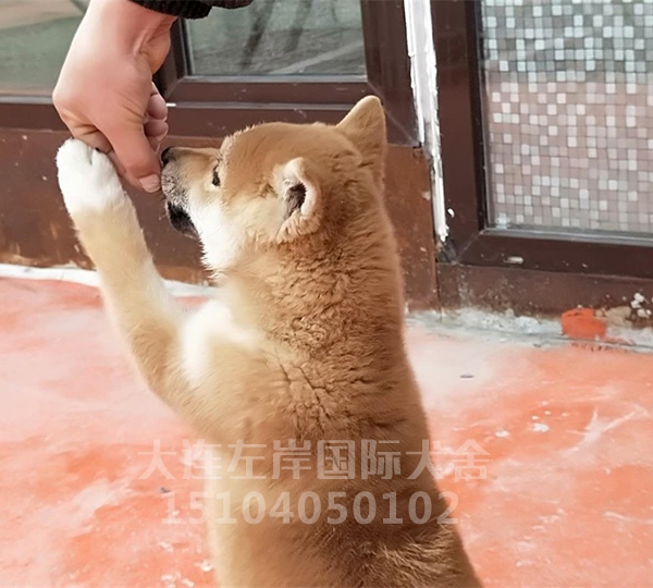 柴犬养殖