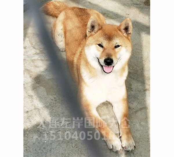 大连柴犬繁育基地