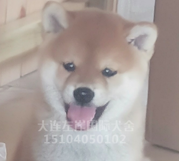 柴犬宝宝