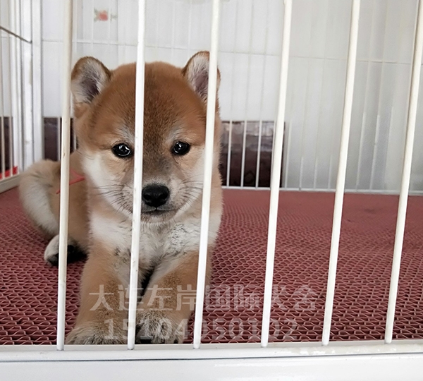 柴犬繁育