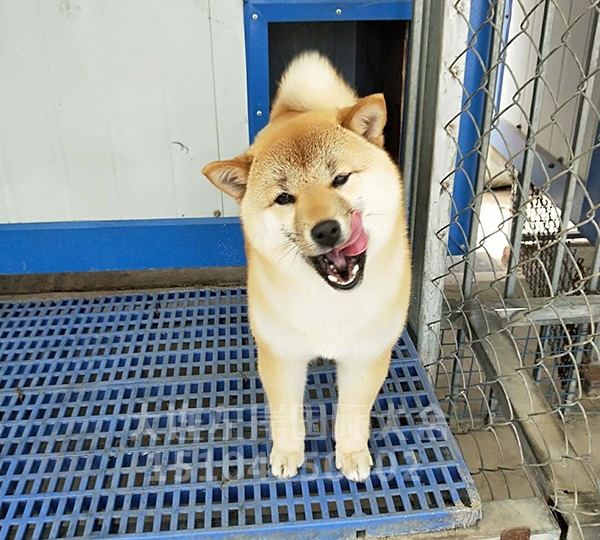 大连柴犬繁育
