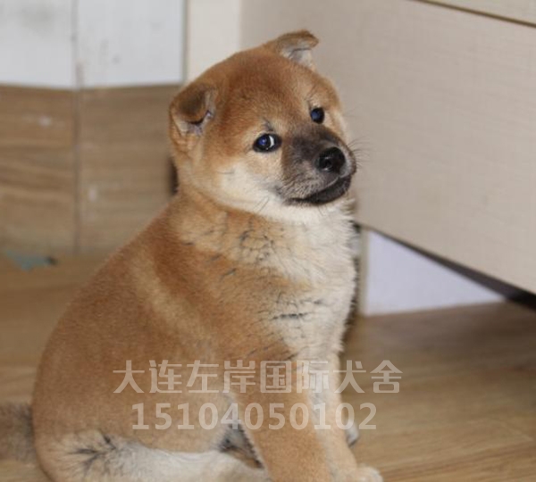 大连柴犬养殖