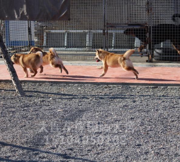 日本纯种柴犬