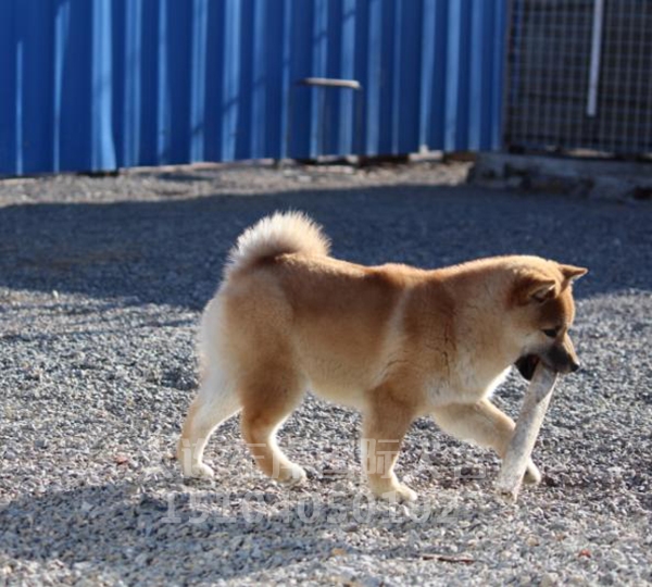 柴犬繁育基地