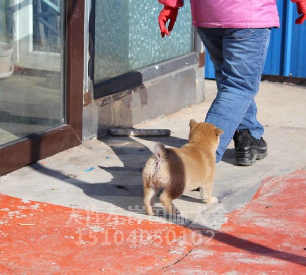 日本纯种柴犬 日本纯种柴犬