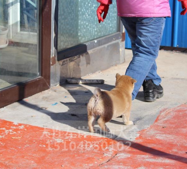 日本纯种柴犬