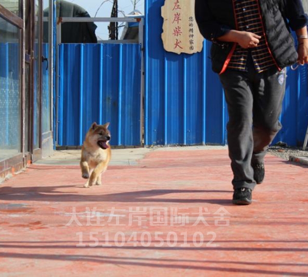 日本纯种柴犬