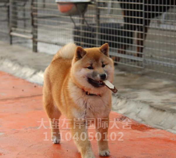 柴犬幼崽繁育