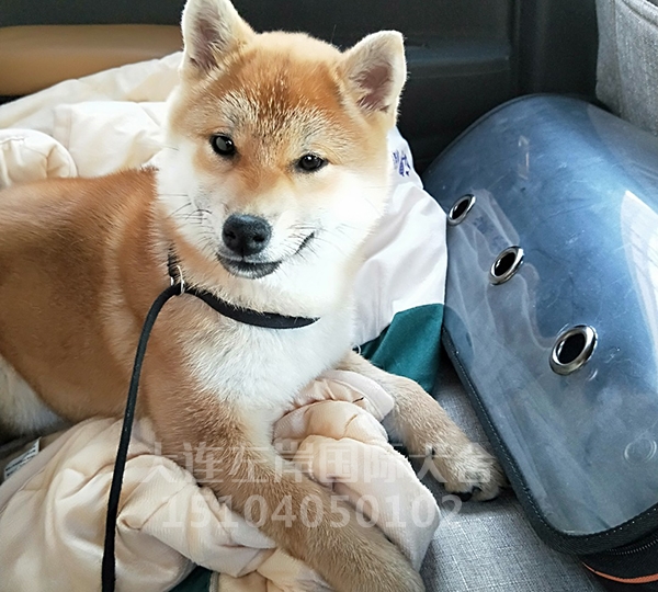 柴犬养殖 柴犬养殖