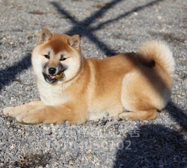 日本纯种柴犬