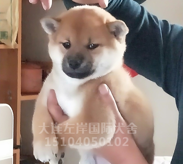 柴犬幼崽