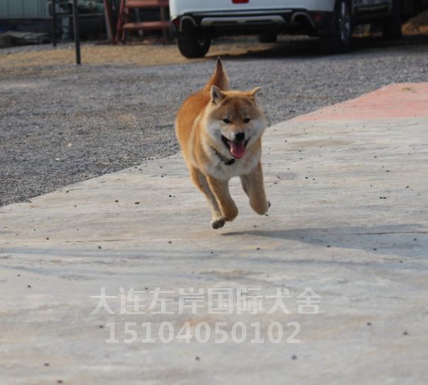 柴犬繁育