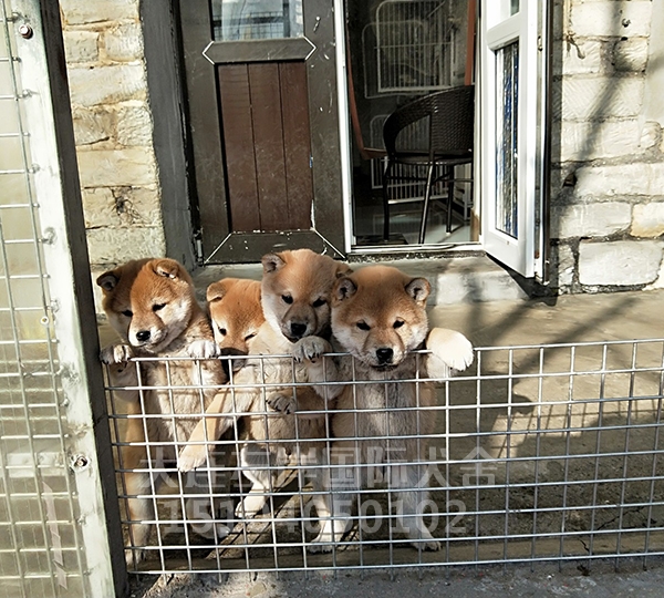 柴犬养殖基地