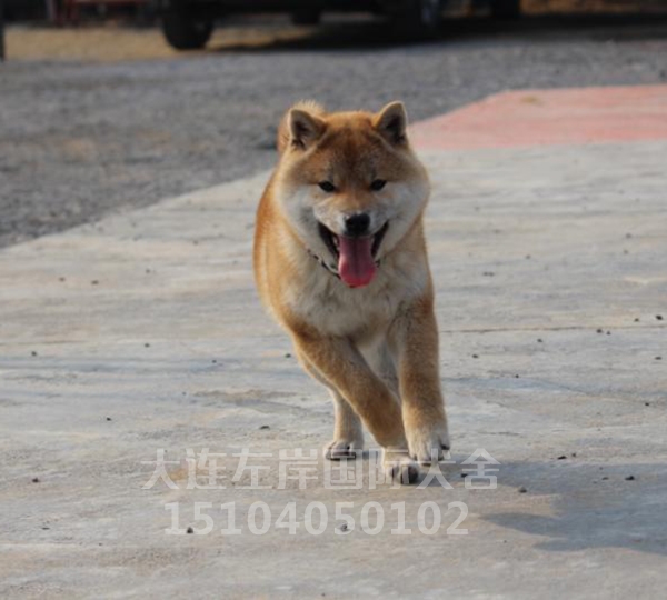 柴犬幼崽