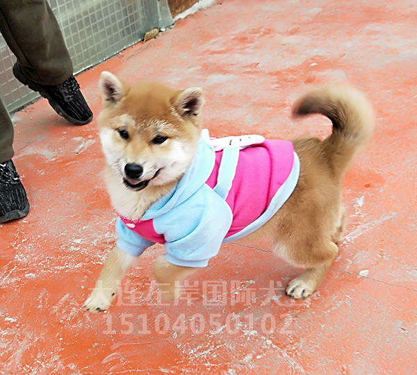 大连柴犬