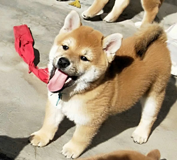 柴犬幼崽 柴犬幼崽