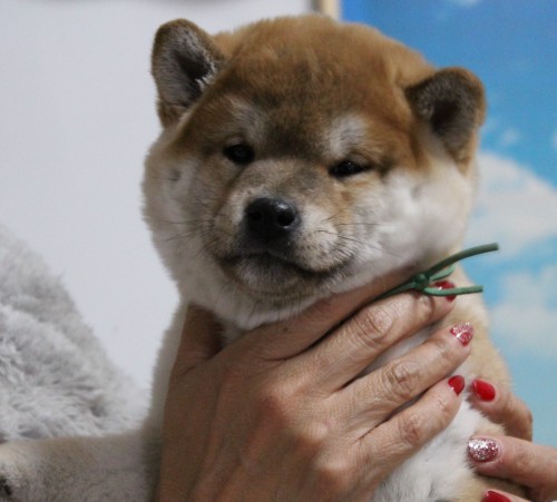 日本纯种柴犬 日本纯种柴犬