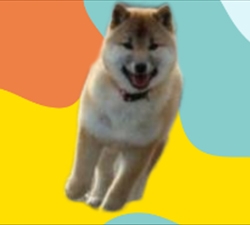大连柴犬养殖基地