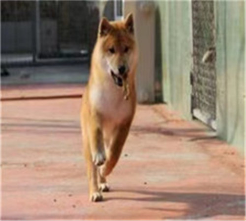 纯种柴犬 纯种柴犬