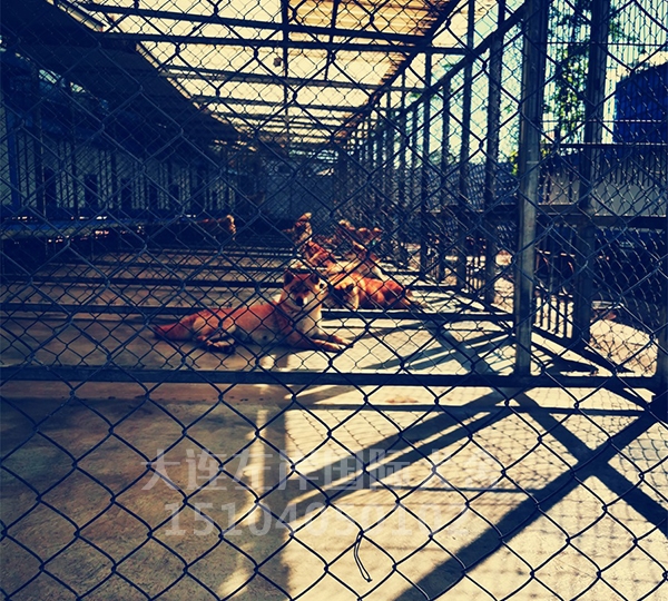 柴犬养殖基地 柴犬养殖基地
