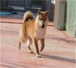 日本柴犬