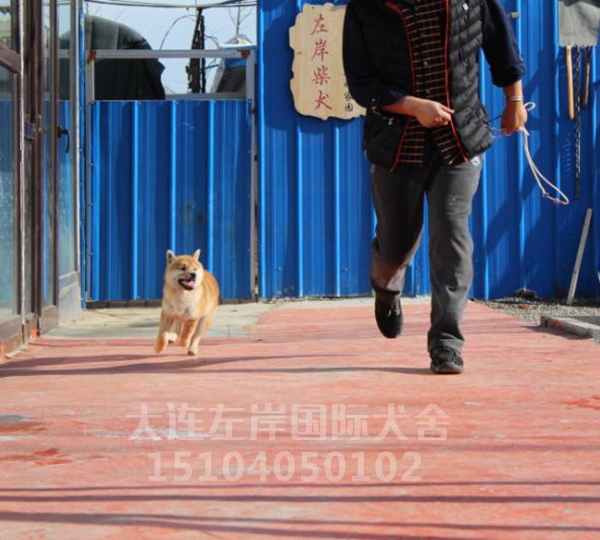 日本纯种柴犬