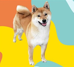日本纯种柴犬咨询